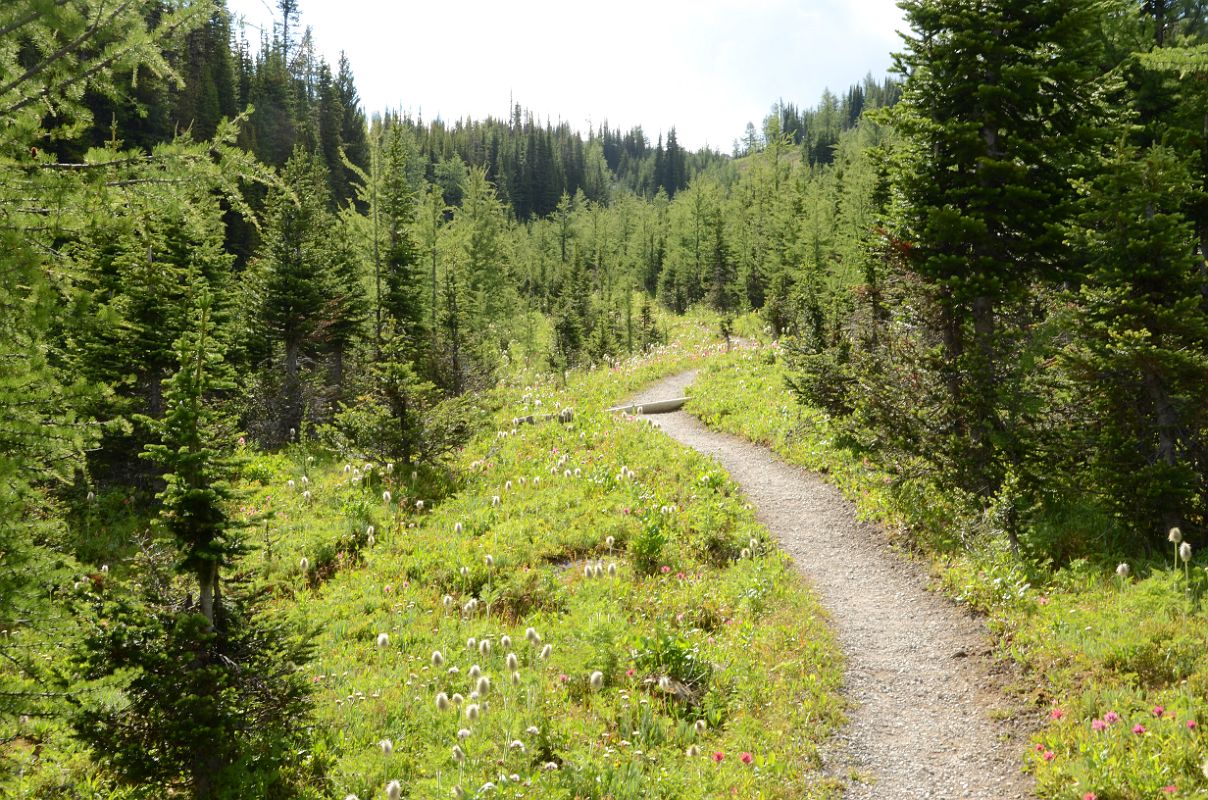 09 Trek Through Trees Toward Quartz Ridge On Hike From Sunshine Meadows To Mount Assiniboine